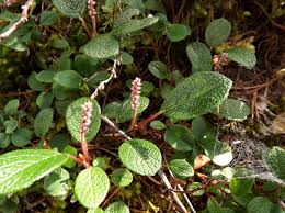 Image result for Homalium abdessammadii