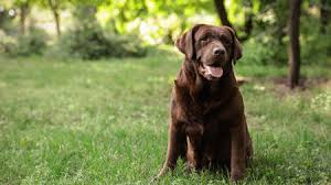These pictures of chocolate lab puppies are a canine brownout. Chocolate Labrador Stock Photos And Images 123rf