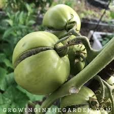 Maybe you would like to learn more about one of these? Best Way To Water Raised Bed Gardens Growing In The Garden