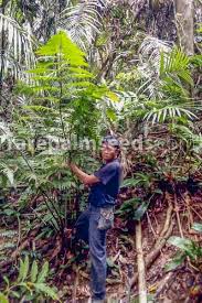 Image result for Diplazium