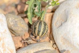 Image result for Cucumis prophetarum
