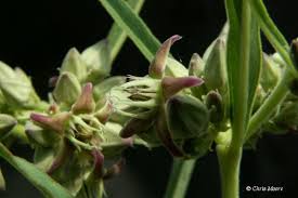 Image result for Raphionacme globosa