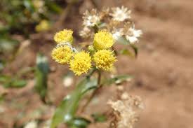 Image result for Psiadia punctulata