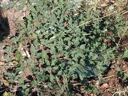 Image result for Boerhavia coccinea