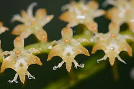 Image result for Tridactyle bicaudata