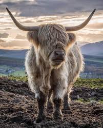 Its Big Its Hairy And Its Scottish Fluffy Cows Cute Baby Cow Cow Photography