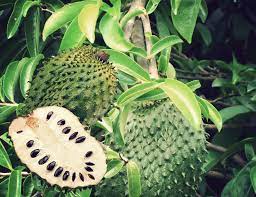 Kebanyakan pokok durian belanda ditanam di halaman rumah sebagai pokok hiasan. Testimoni Kapsul Durian Belanda Khasiat Pokok Herba Malaysia