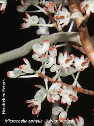 Image result for Orthochilus holubii