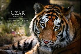 98,016 likes · 4,523 talking about this · 409,519 were here. Luke Capeling Photography Home Facebook