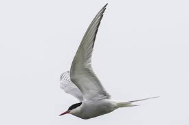 30 Birds To See In Orkney Bird Watching Orkney Northlink Ferries