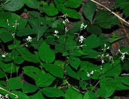 Image result for Hylodesmum