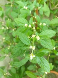 Image result for Xysmalobium sessile