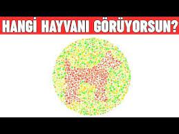 Eger Kopek Goruyorsan Renk Koru Olabilirsin Goz Testi Eglenceli Bulmacalar Youtube Youtube Renkler Kopek