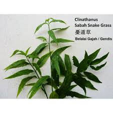 Daun belalai gajah terkadang dimanfaatkan sebagai tumbuhan hias pada pekarangan rumah dan dapat tumbuh dengan baik di lingkungan. Herbal Daun Belalai Gajah Segar Si Pembunuh Kanker 500gr Shopee Indonesia