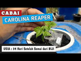 34 Hss Cara Menanam Cabai Carolina Reaper Dengan Sistem Wick Hydroponik Dari Biji Panen Youtube