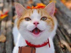 Você quer para assista cats (2019) filme de alta definição ? 210 Videos Youtube Cats Kittens Cats Kittens Cutest