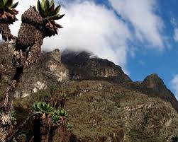 Image result for Erica kingaensis