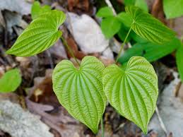 Image result for Dioscoreaceae