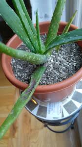 Any change on your skin that you do not understand aloe vera is a great remedy for many skin ailments due to its skin healing properties. Aloe Leaf Has Discoloration Gardening Landscaping Stack Exchange