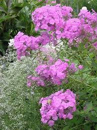 Im allgemeinen ist ein heller standort für den phlox genau richtig. Phlox Gestaltungsideen Furs Beet Mein Schoner Garten