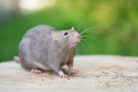 Here are several ways to help do just that: Dealing With Rats Outside Your House Thriftyfun