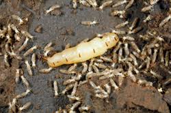 Great training,and great people.you will receive quality training.if you work hard,and trust the training,you will have a good chance at advancement. Termite Control Services In Bradenton Fl