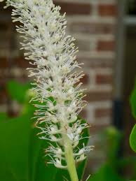 Image result for root-tail