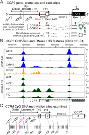 That several other genes can perform the same function.'4. Ccr5 Gene Mrna Structure And Transcriptional And Dna Methylation Download Scientific Diagram