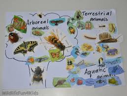 Learning About Arboreal Terrestiral And Aquatic Animals