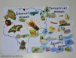 learning about arboreal terrestiral and aquatic animals