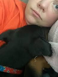 How is crate training going for Doberman owners?