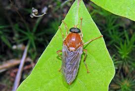 Image result for Vangueria ferruginea