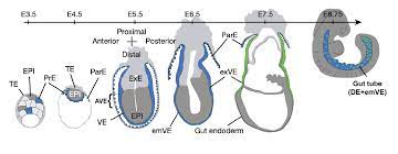 Embryonic stem cell-based in vitro models to study early mammalian ...