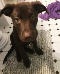Brown german shepherd and lab mix. Chocolate Lab And German Shepherd Mix Online