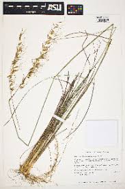 Image result for Sorghastrum stipoides