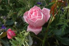 Maybe you would like to learn more about one of these? Anyone Grow Climbing Coral Dawn Royal Gold