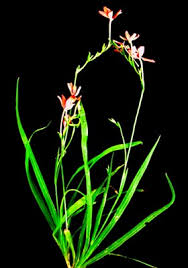 Image result for Freesia grandiflora