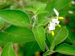 Image result for Solanum chenopodioides