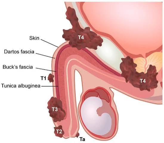 Male reproductive system anatomy illustration