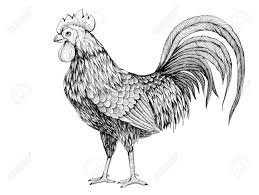 Er ist ein hübscher weiß hahn und er wird gerne. Handzeichnung Profil Von Hahn Gezeichnet Mit Tinte Und Feder Fur Ihr Design Hahn Symbol Der Chinesischen Neujahr Lizenzfreie Fotos Bilder Und Stock Fotografie Image 65741660
