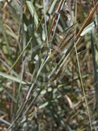 Image result for Dichanthium sericeum