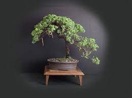 Pin On Bonsai Store