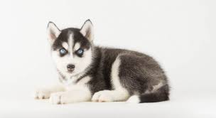 See husky dog stock video clips. Kybra Kennels Siberian Husky Puppies