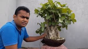 Be the first to write an article about repotting bonsais for the bonsai reference wiki, here. How To Repot And Pruning Bonsai Banyan Tree Banyan Tree Bonsai Bonsai Care Bonsai