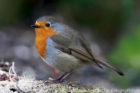 #rotkehlchen erithacus rubecula #kohlmeise parus major #amsel turdus merula #tiereinmeinemgarten pic.twitter.com/dyzwccikie. Rotkehlchen Steckbrief Alter Grosse Futter Brutzeit Bilder Referat