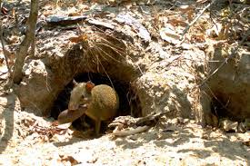 The armadillo usually digs a burrow 7 or 8 inches in diameter and up to 15 feet in length for shelter and raising young. Armored Giant Turns Out To Be Vital Ecosystem Engineer