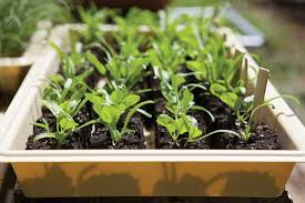 Spinach loves cool weather and dislikes the heat of the summer. Spinach Sprouting Seeds Gardening Patio Lawn Garden Ekbotefurniture Com