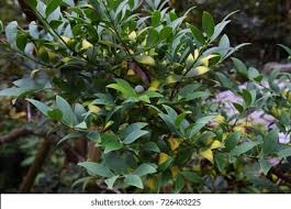 Image result for Nageia nagi