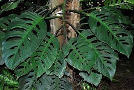 Monstera Acuminata Philodendron Plant Cool Plants Plants
