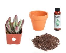 Some just want to identify their succulent plants so this is a series of. Home Botanicals Cotyledon Orbiculata Var Oophyla Lady Fingers 2in Plant Kit Walmart Com Walmart Com